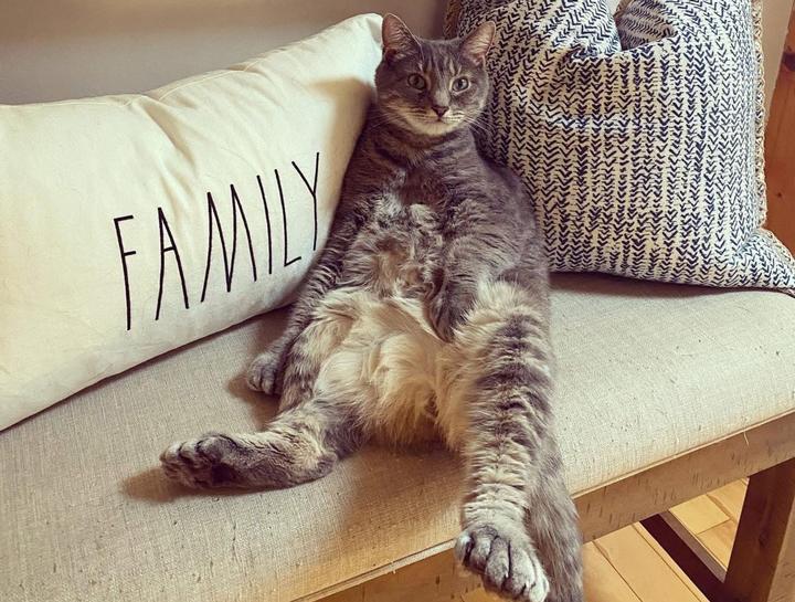 Pet Behaviorists in $city