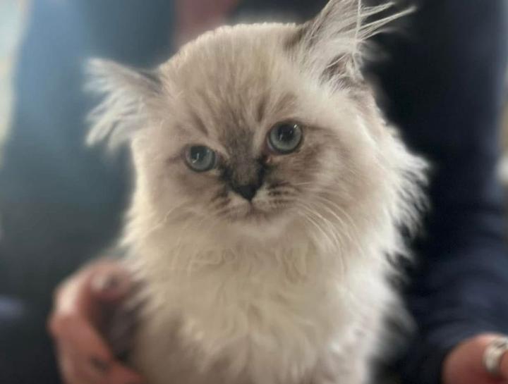 Welcoming A New Kitten