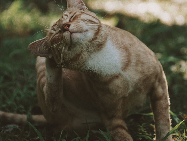 Pet Groomers